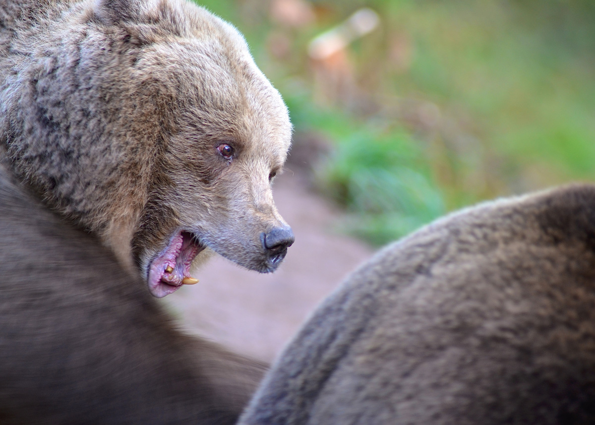 Wildlebende Braunbären sind keine Teddys