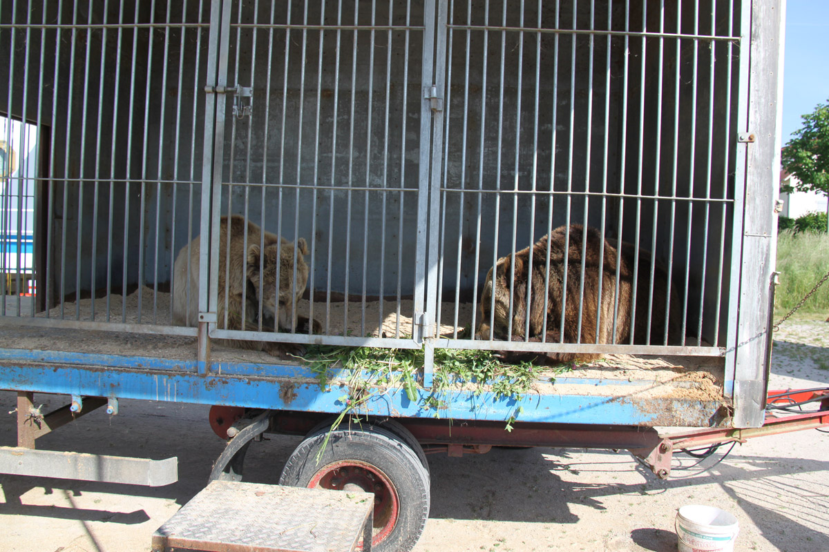 Zirkuswagen für Bären können nicht genügend Platz bieten. Foto:SfB