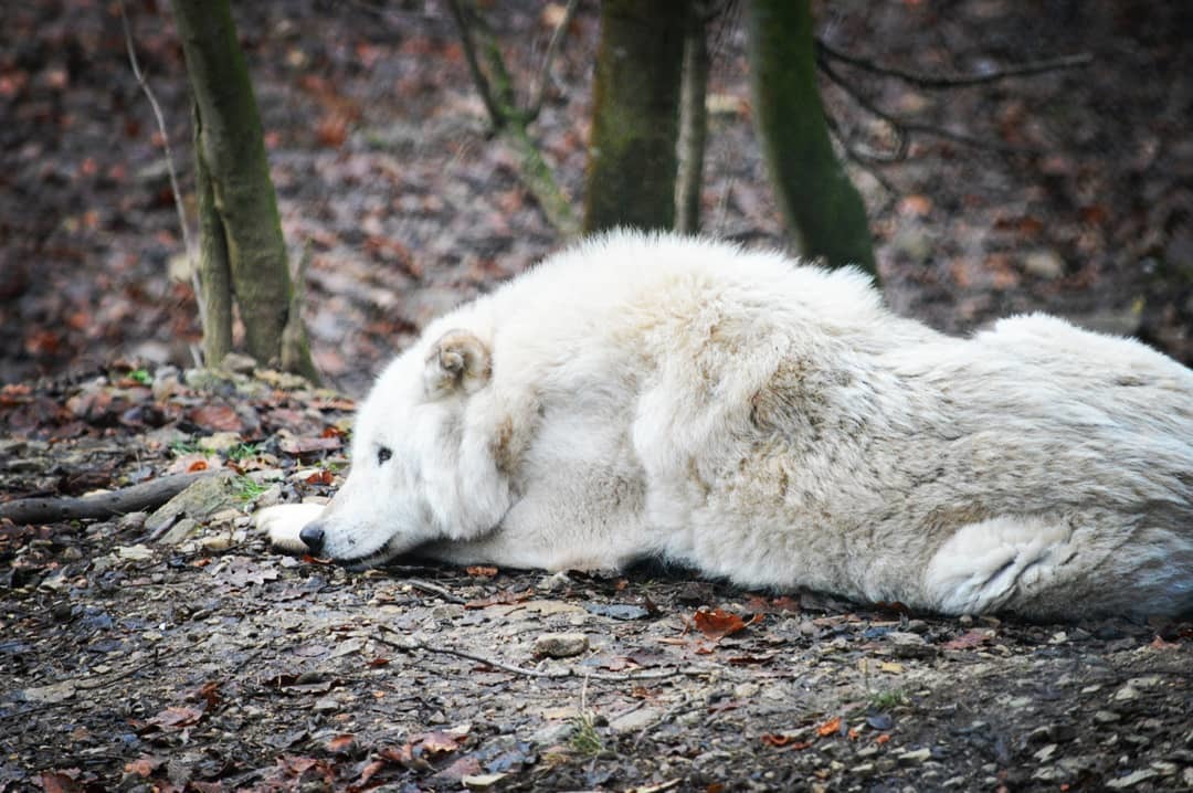 Spenden statt Böllern Stiftung fuer Baeren Tiere Silvester Wolf